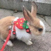 Набор ремней и поводков с мультяшным кроликом, регулируемые шлейки для ходьбы для маленьких животных, аксессуары для талисманов с кроликом и морской свинкой