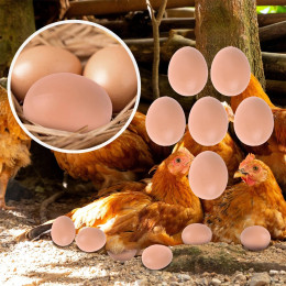 5/10 шт., Искусственные пластиковые яйца для выведения птицы