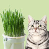 Кошачьи закуски кошачья мята выращивание аквариум котенок травяной горшок ударение по цвету аквакультура котенок травяной ящик посуда кошачья игрушка