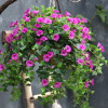 Искусственные вьющиеся шелковые цветы Petunia, искусственные утренние украшения, Подвесные Растения, искусственные цветы для украшения внутреннего дворика, газона