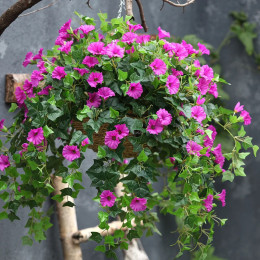 Искусственные вьющиеся шелковые цветы Petunia, искусственные утренние украшения, Подвесные Растения, искусственные цветы для украшения внутреннего дворика, газона