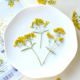 Прессованный желтый сухой цветок, DIY, капельный клей, фоторамка для свечи, фоторамка, настольная лампа для дизайна ногтей, декоративный материал, 12 шт., 6-9 см