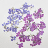 Прессованный высушенный лобелия эринус, 60 шт., гербарий из растений, для изготовления украшений, открытка с пригласительным билетом, чехол для телефона