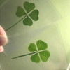 1 шт., открытки Lucky Clover, натуральная трава, прозрачные открытки желаний, исцеление желаний, свежий простой ветер, прозрачный Gife Lucky Clover