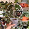 Акриловая решетка, 2 шт., маленькая подставка для вьющихся растений, прозрачные колья для комнатных растений, поддержка стебля цветов, декоративный держатель для клетки
