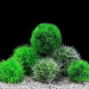 Мох Marimo шар живое аквариумное растение водоросли Рыба Креветки аквариумное украшение имитация зеленых водорослей шары искусственное растение