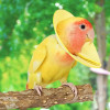 Ошейник с конусом для птиц для выщипывания, защита от укусов попугая, елизаветинский ошейник, мягкий защитный конусный ошейник, нежный елизаветинский ошейник для