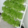Детские горшки, 50 шт., сетка с прорезями, беспочвенная культура, овощная сетка, чашки, садовая гидропонная система для выращивания овощей