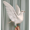 Реалистичный голубь Taxidermy, белая птица, образцы для научного обучения, миниатюрное украшение