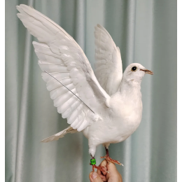 Реалистичный голубь Taxidermy, белая птица, образцы для научного обучения, миниатюрное украшение