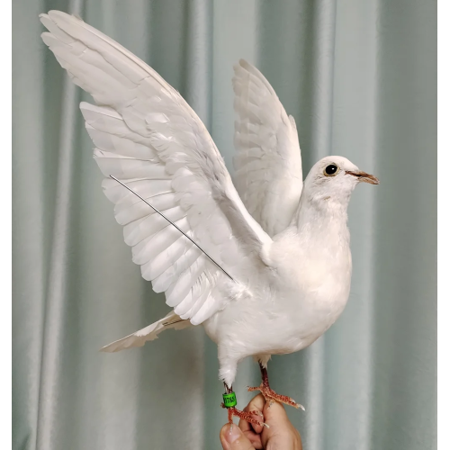 Реалистичный голубь Taxidermy, белая птица, образцы для научного обучения, миниатюрное украшение